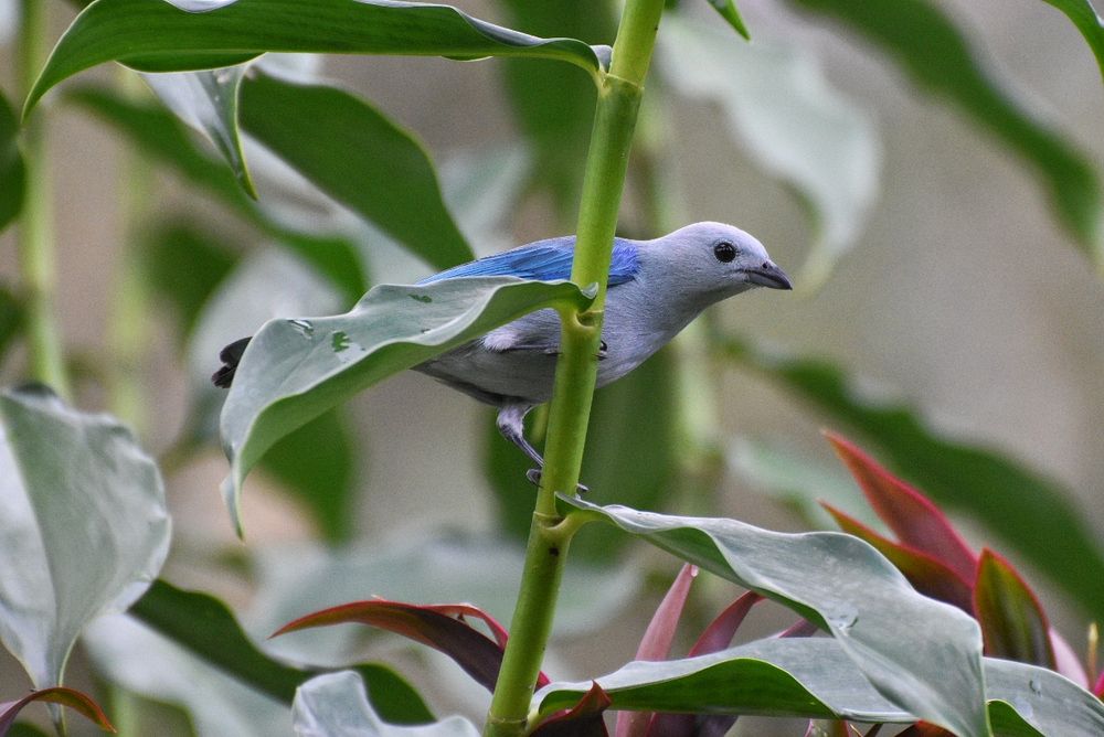 A blue-grey tanager, a tropical bird with a greyish blue body and bright blue wings, perches on a branch of a bush.