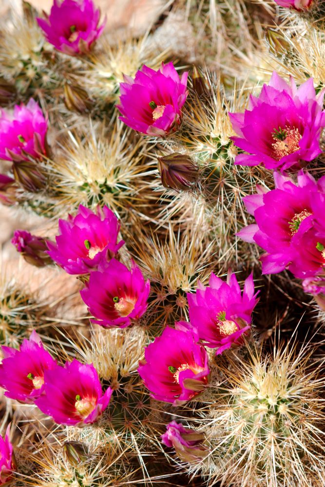 Pink flowers grow on a cactus in this closeup.