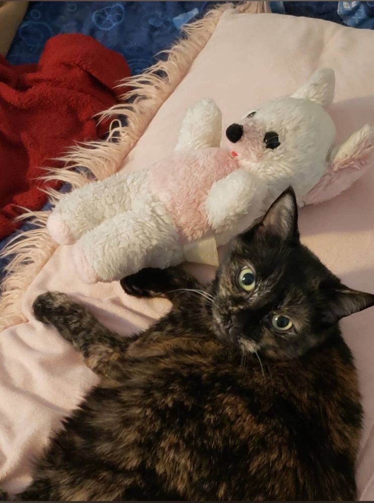 Mandelbrot, a tortoiseshell cat, lies on a pink body pillow next to a plush pink-and-white mouse named Mouse. I was a literal child.