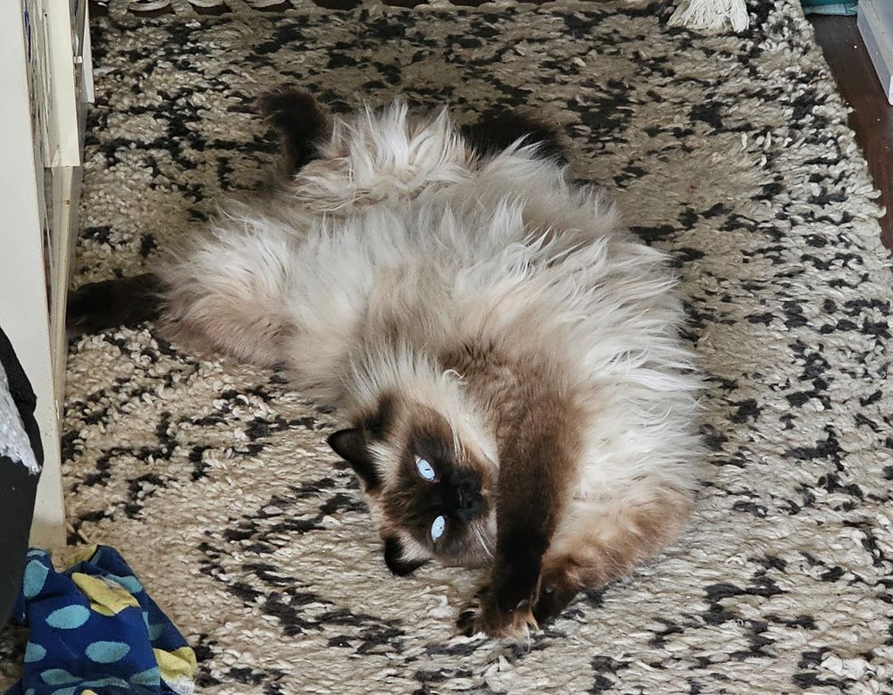 Marbles, a ragdoll cat, is all twisted and stretchy on a hallway runner rug. His blue eyes are striking.