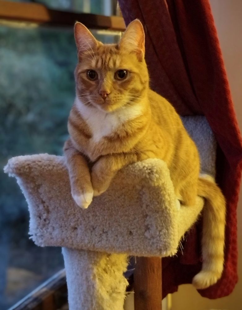 Cute orange cat sits on a perch with his paws out