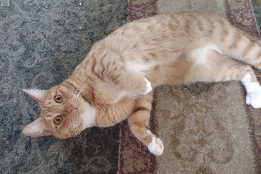 Cute crazy orange cat, August