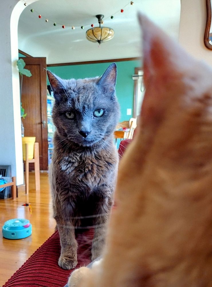 A cute old grey cat sits on the couch looking at the orange cat, who appears only as a blurry ear and back of head, as they are sitting on the photographers lap. 