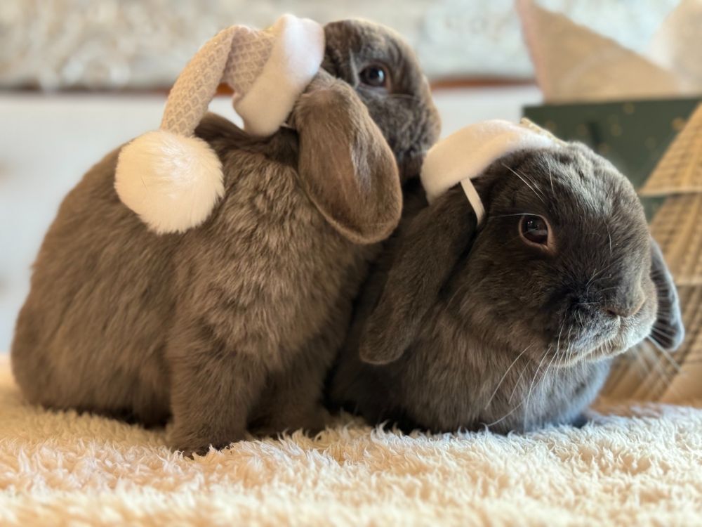 Two bunnies in holiday hats
