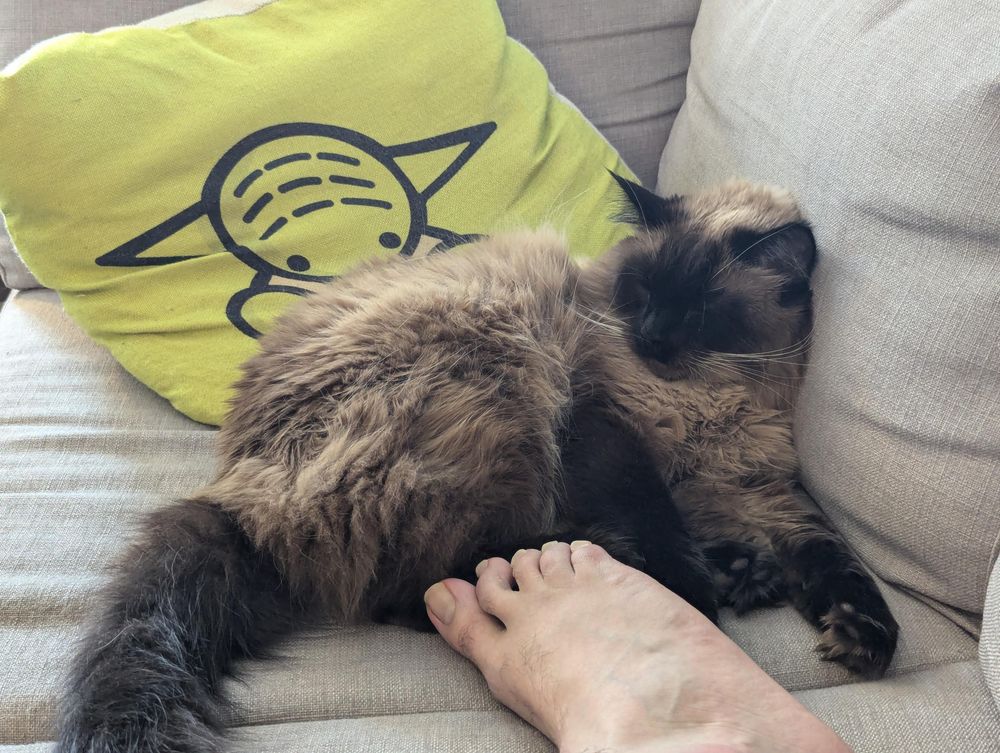A fluffy grey-black Siamese cat sprawled against a couch cushion, eyes closed. A human foot rests against it. Behind it is a yellow pillow showing a chibi Yoda.