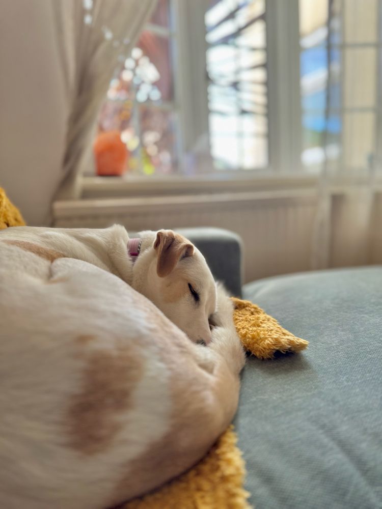 A small dog is sleeping curled up on a couch, with a cozy yellow blanket draped nearby. Soft sunlight filters through a window, creating a warm atmosphere.