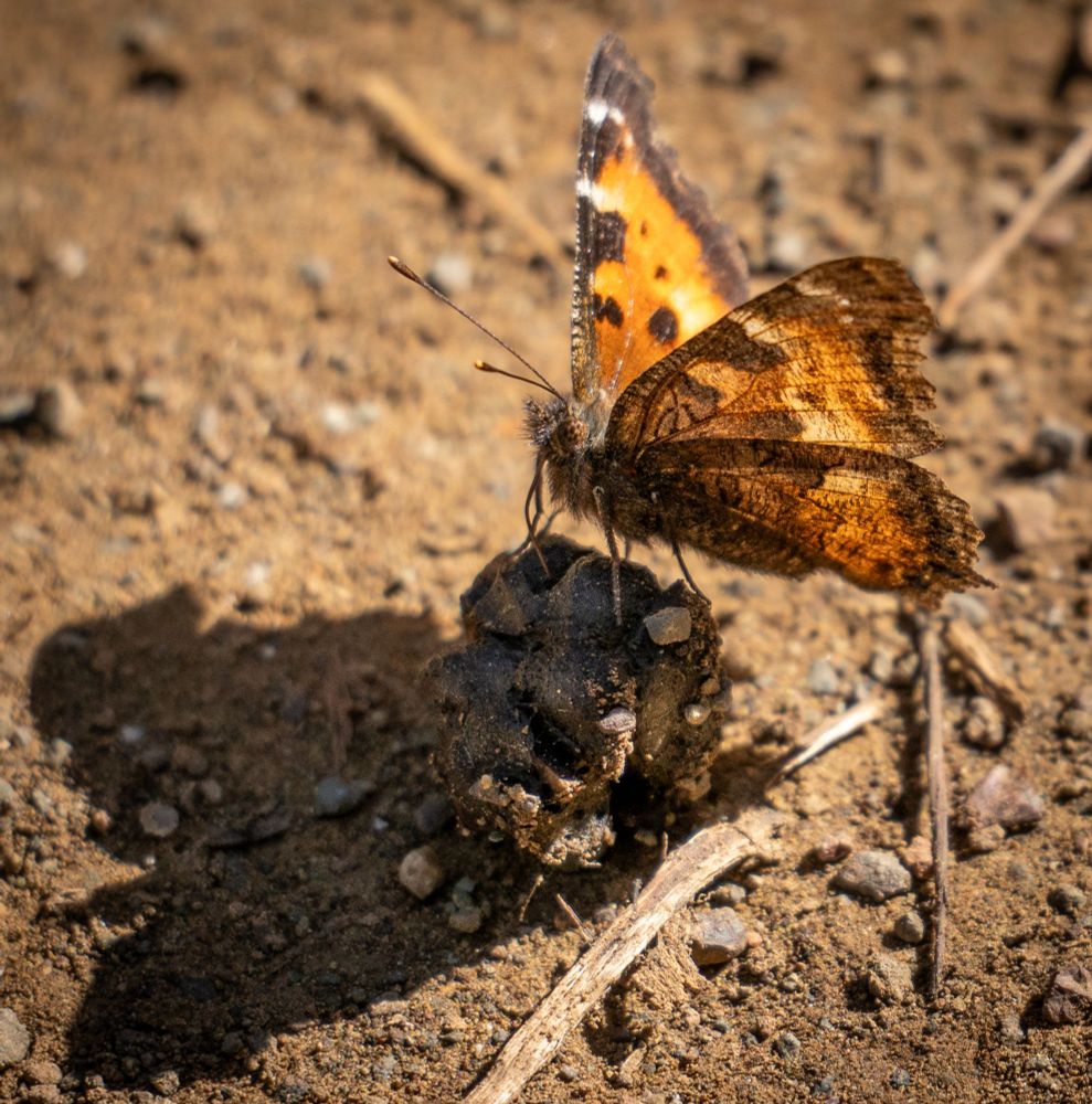 Nymphalis californica "California Tortoiseshell Butterfly" Mitchell Canyon Road, Mount Diablo State Park, CA, 2025 