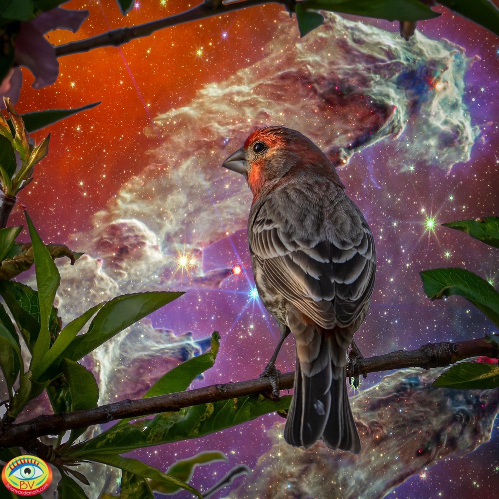 "Star Finch" House Finch in my backyard in Concord, CA, with "The Pillars of Creation" JWST photo backdrop. 2025 #art #nature #birds