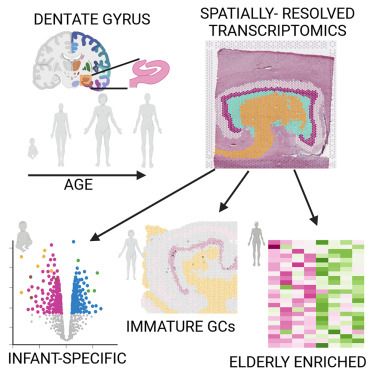 Graphical abstract from the paper depicting the overall study design