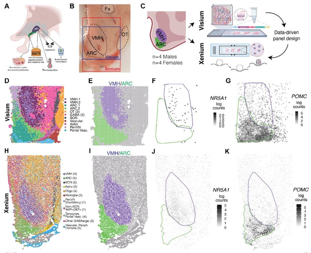 Figure 1 of paper showing study overview and identification of VMH and ARC spatial domains in human brain