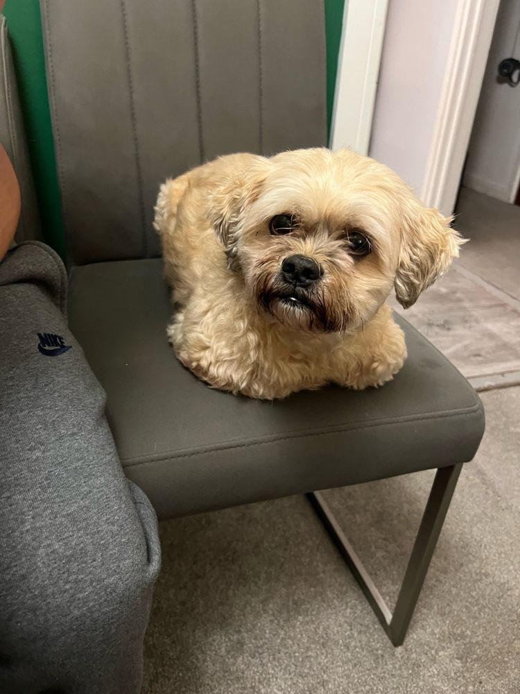 A fluffy bichon shih tzu laying on a dining chair with limbs all tucked in like a cat, we call it loafing 😁 