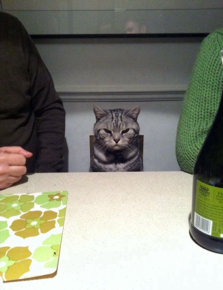 A very dapper, small cat seated between two people manages to radiate a vast arc of pure malice.
