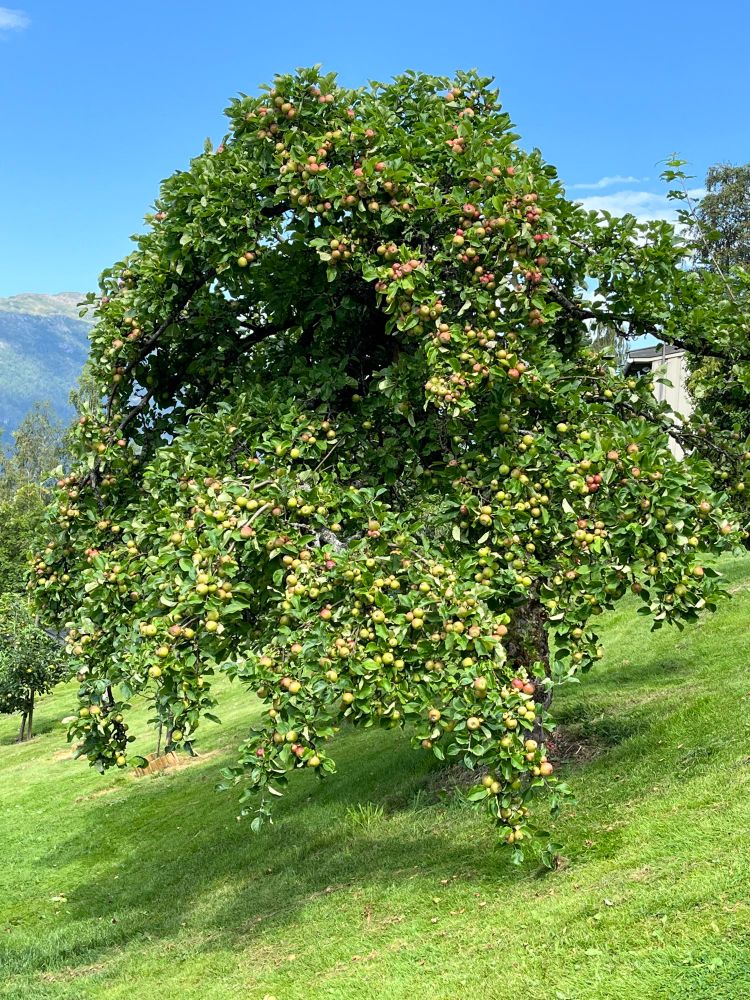 Same tree, different angle.