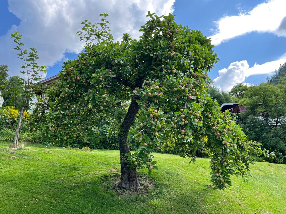 Lovely old apple tree that’s been lovingly sculpted like a bonsai. It’s weighed down with half-grown apples.