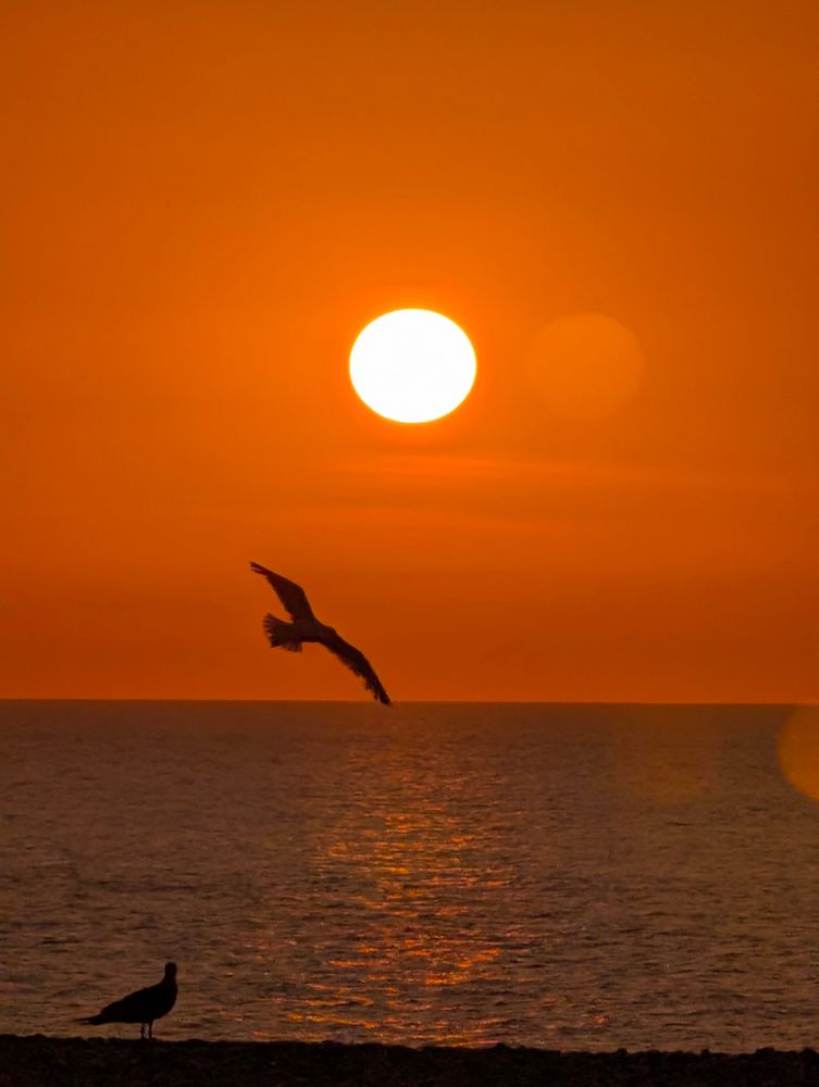 Couché de soleil avec mouette à Dieppe 