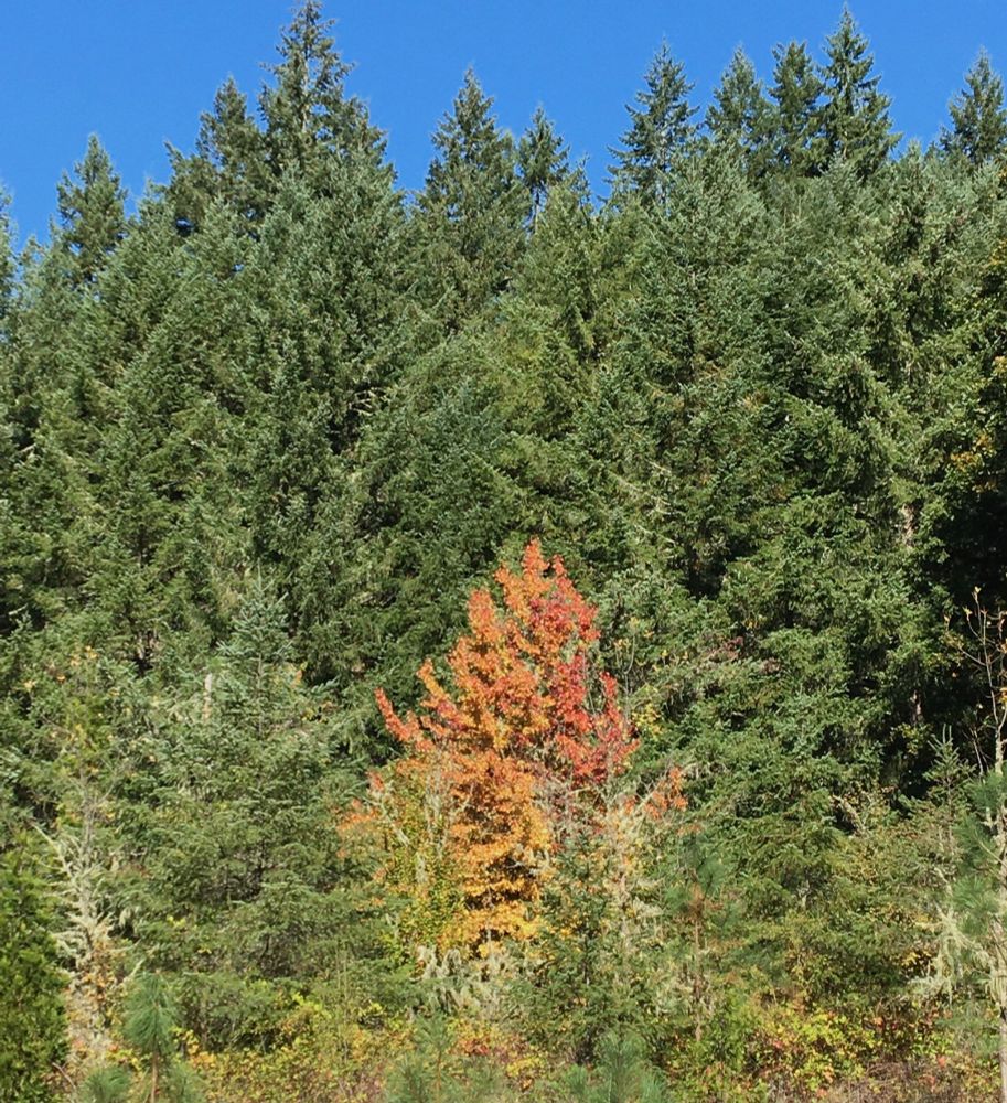 Colorful tree in front of evergreens