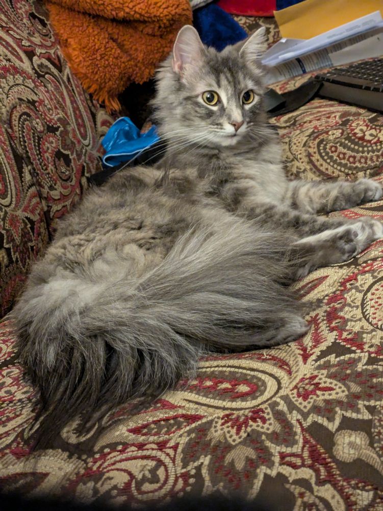 Dilute long-haired Tortoisehell cat laying on couch