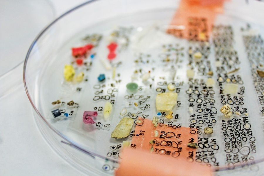 Labeled microplastics in a petri dish