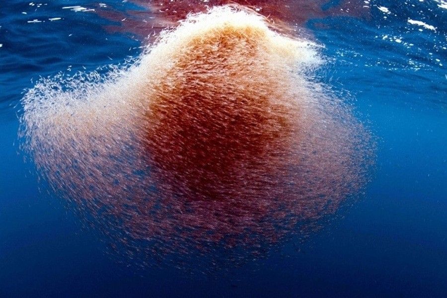 Krill swarm