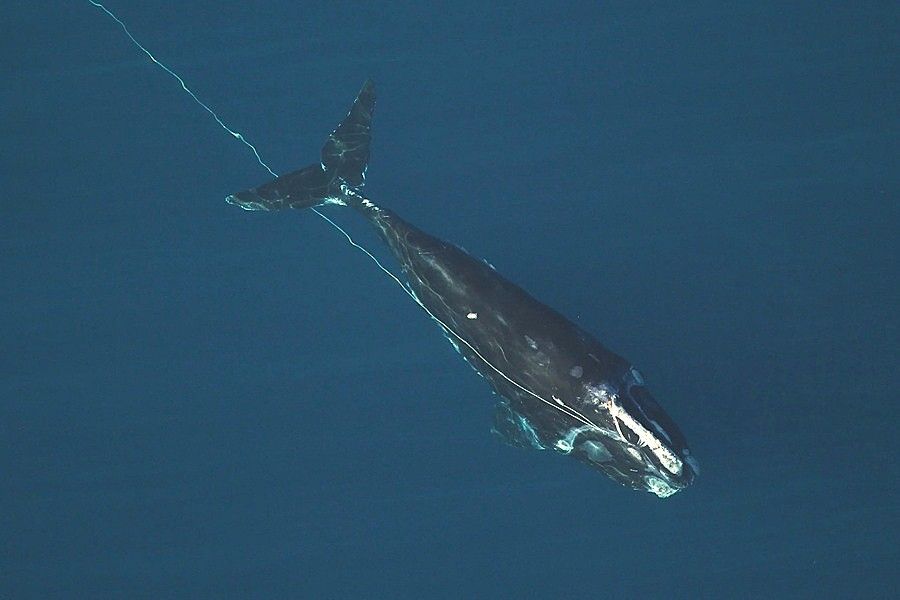 Entangled right whale