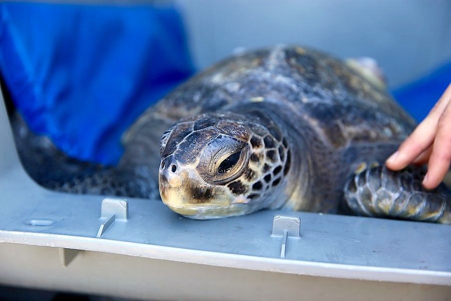 An injured and rescued sea turtle arrives at the rehabilitation center in a carrier