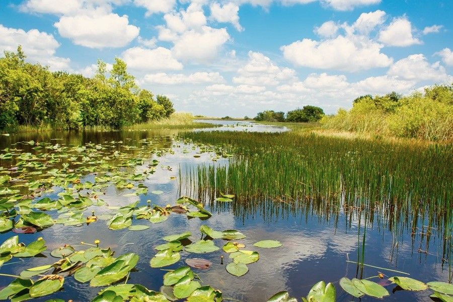 Everglades sawgrass