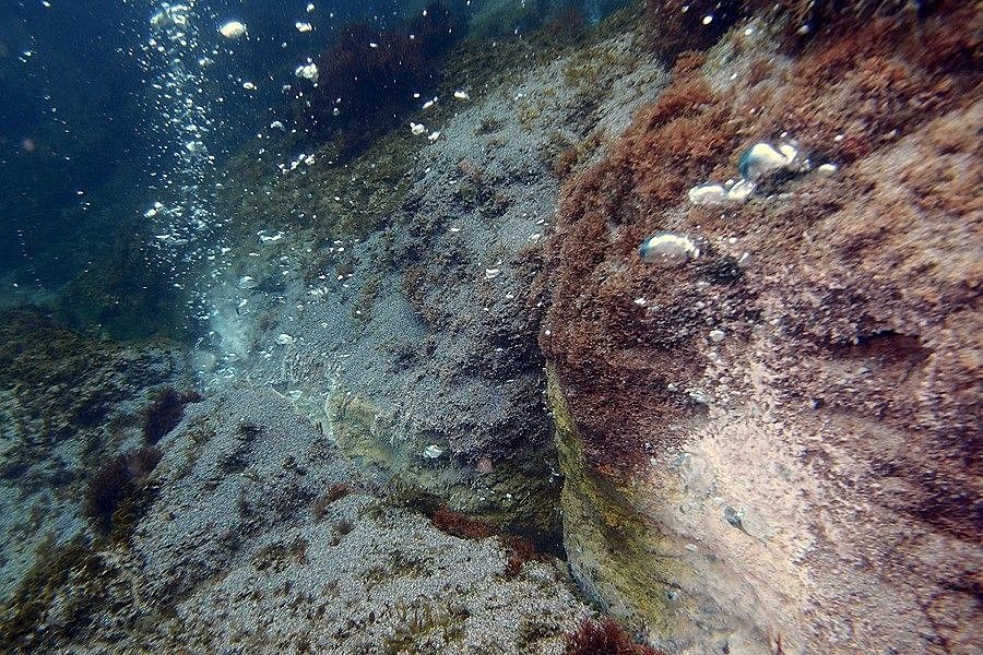 Dissolving coral