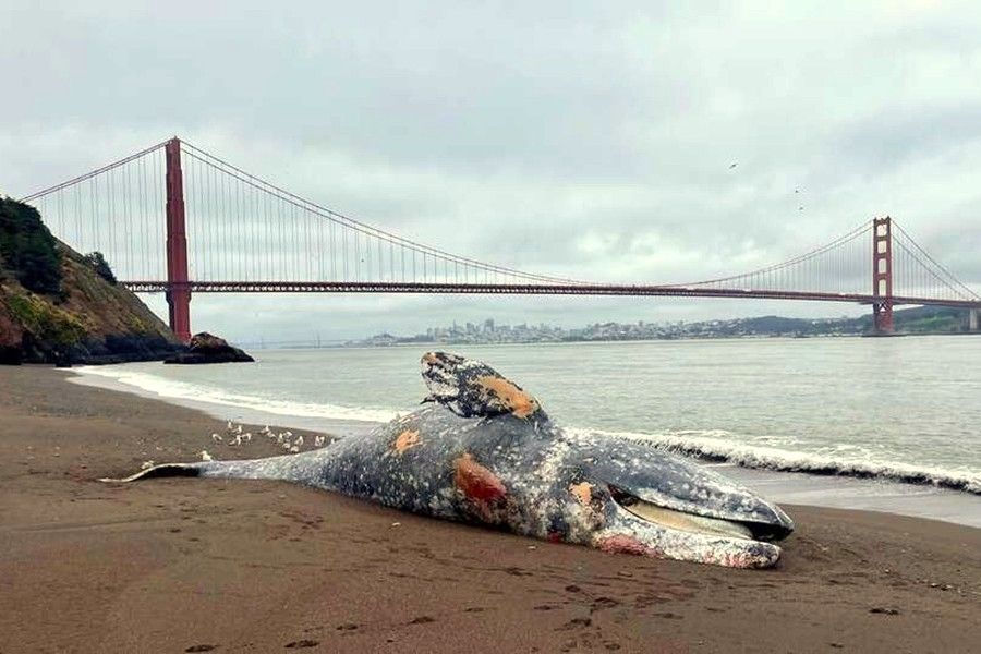 Deceased whale in San Francisco Bay