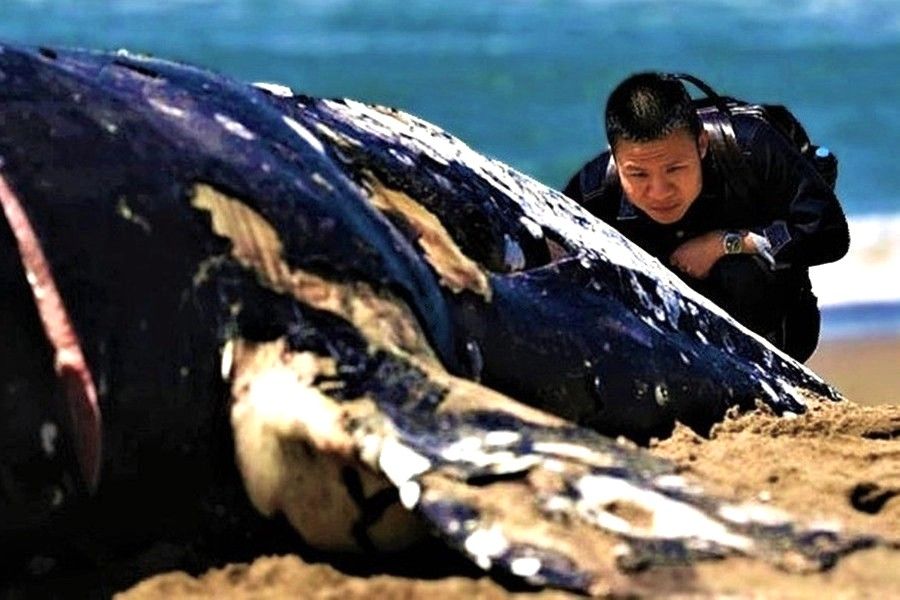 Researcher whale necropsy