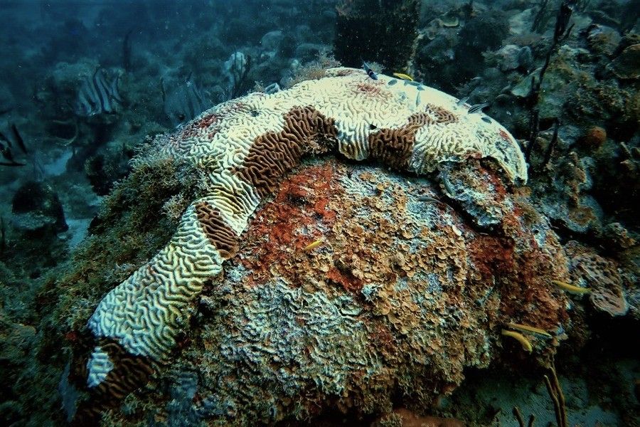 A bleached and diseased brain coral showing environmental damage to the reef