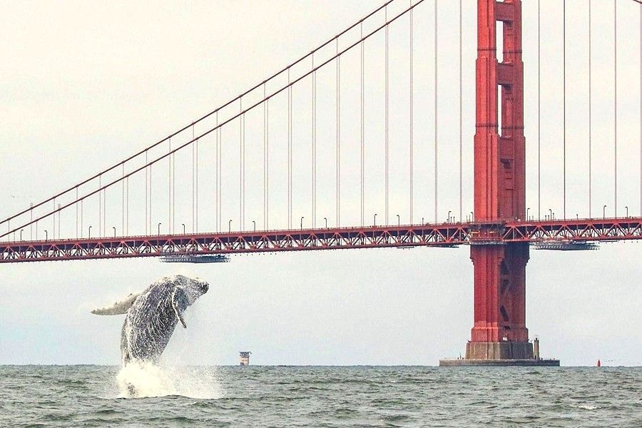Whale breaching under the Golden Gate