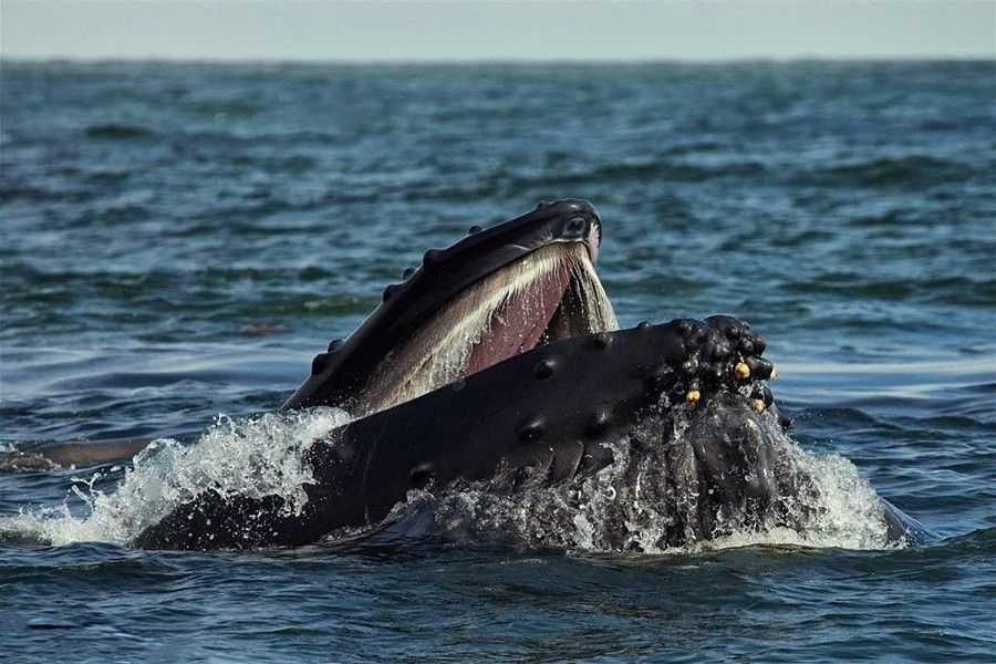 Baleen whale feeding at the surface