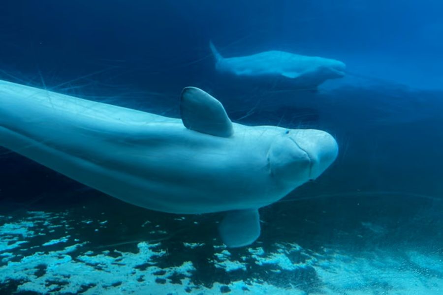 Beluga whales swim in a tank at Marineland in Niagara Falls, Ontario
