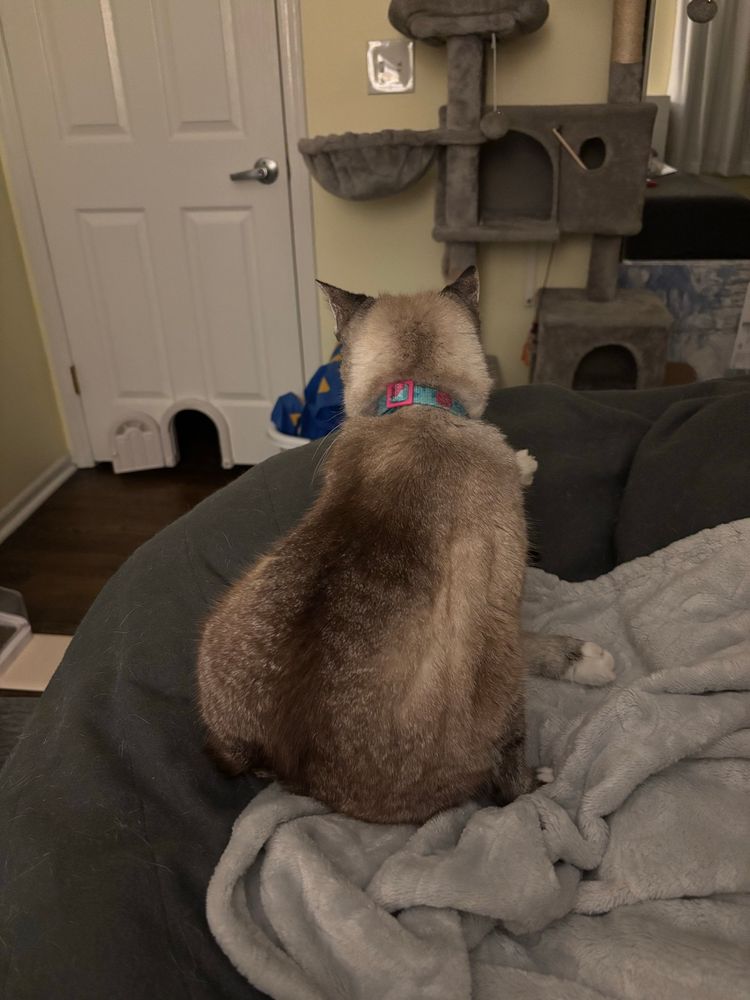 Two essentially identical pictures of my cat sitting a few inches in front of me but facing away and declining to acknowledge my existence. Not even the ears moved. 
