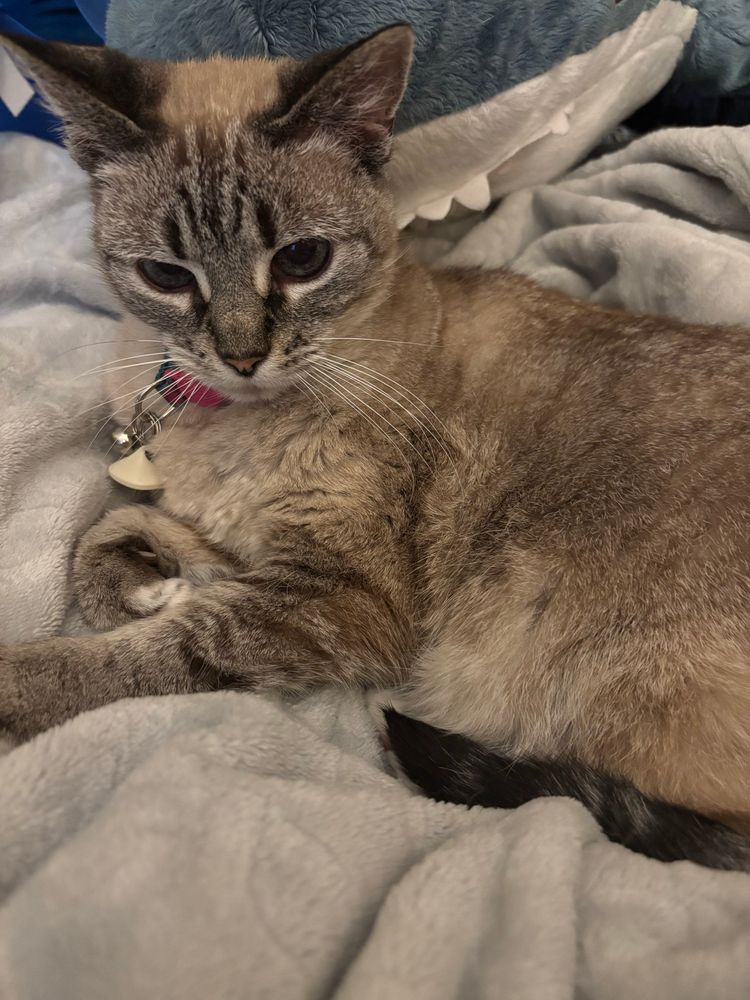 Small precious cat lying on a soft blanket. A large stuffed shark looms behind her. 