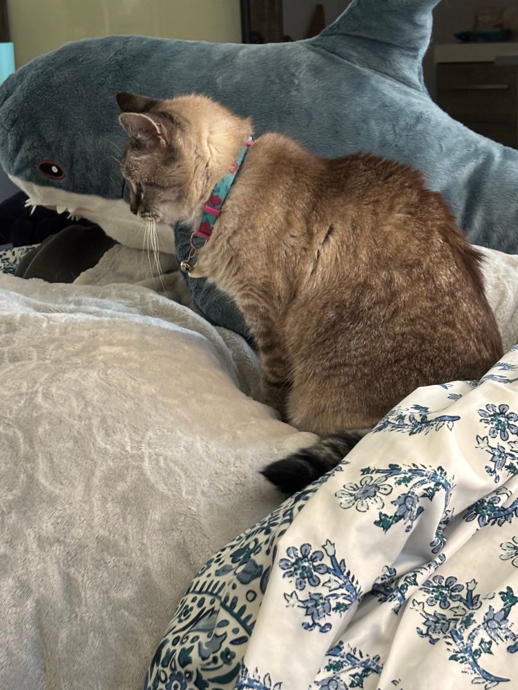 Small cat in angry profile from the torment of the warm cozy bed with her giant stuffed shark 