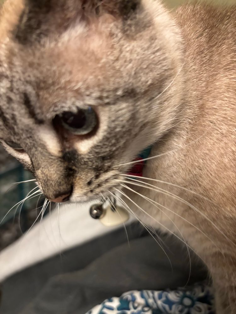 Closeup of my little cat’s pretty face 