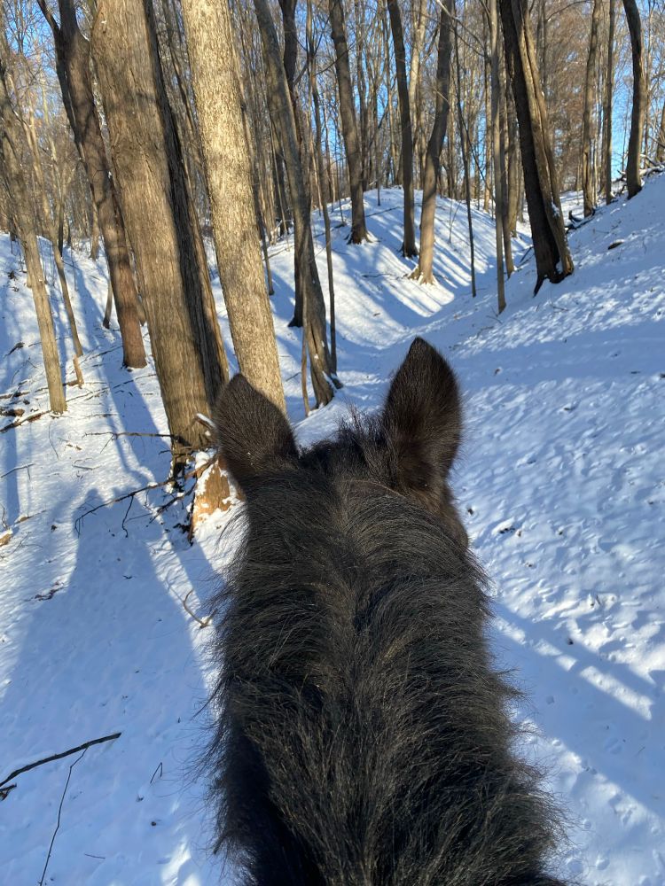A view from horseback of a trail through snowy woods. 