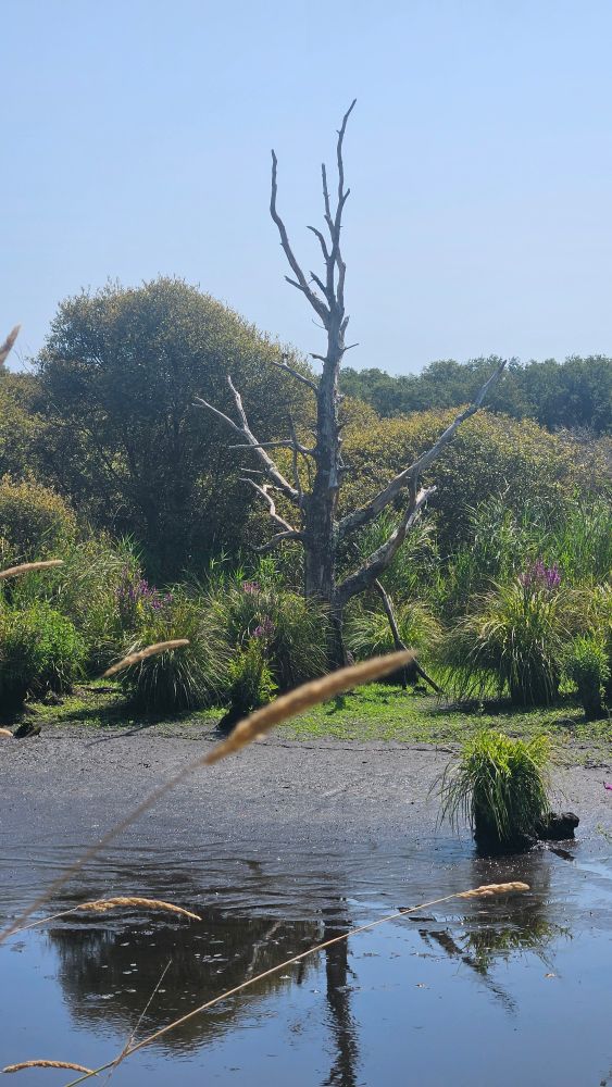 Au premier plan, on voit une étendue d'eau calme et sombre, avec des reflets. La surface de l'eau est boueuse ou limoneuse, typique d'un environnement marécageux. 

Un arbre mort se dresse, les branches nues pointant vers le ciel. Autour de cet arbre, le sol humide est recouvert de touffes d'herbes hautes et vertes. 

On distingue également des touches de fleurs sauvages parmi la verdure, ajoutant une note de couleur.

À l'arrière-plan, la zone est bordée par une dense étendue d'arbres et d'arbustes au feuillage vert foncé et clair, formant une toile de fond épaisse pour la scène du marais.