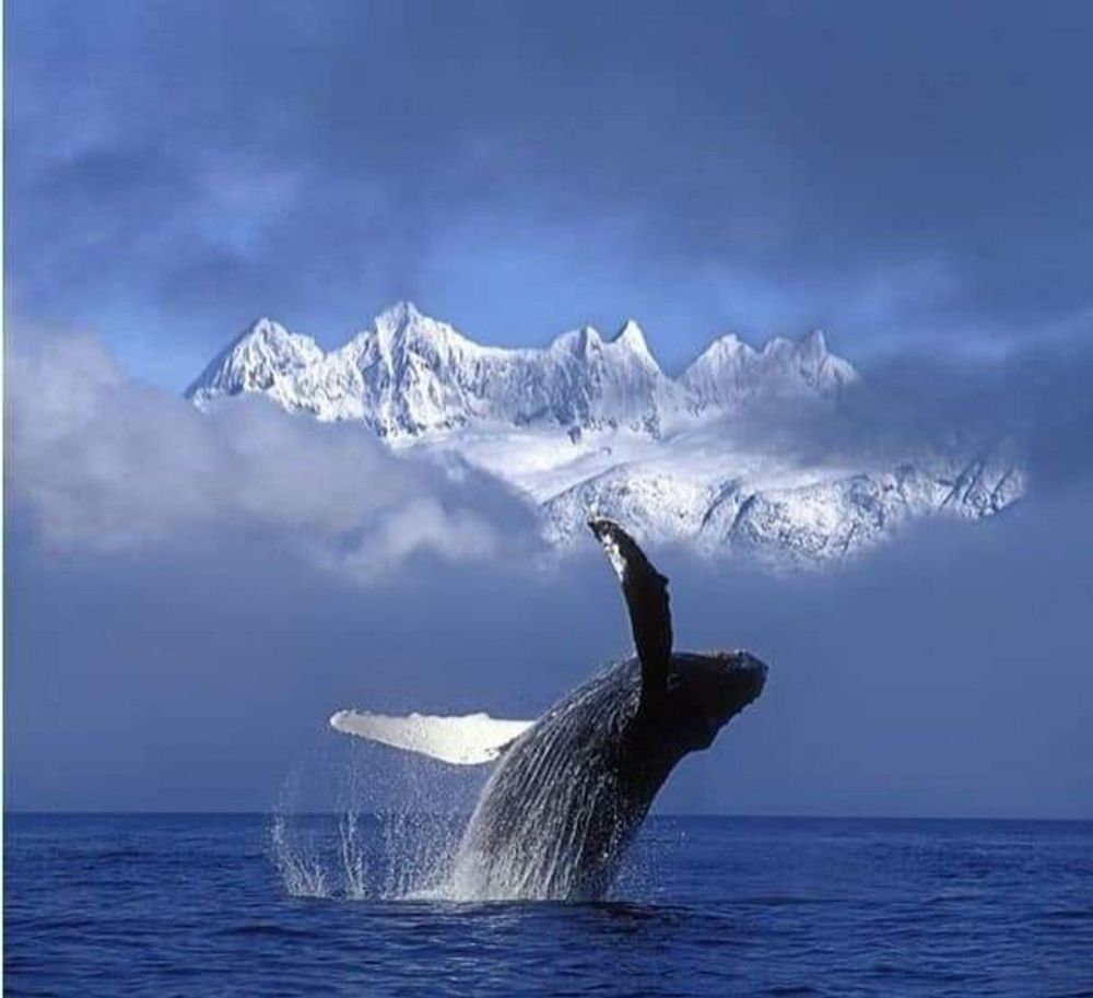 Cette photo montre une baleine à bosse sautant hors de la surface de l’océan, avec en arrière-plan des montagnes enneigées sous un ciel bleu clair nuageux.
