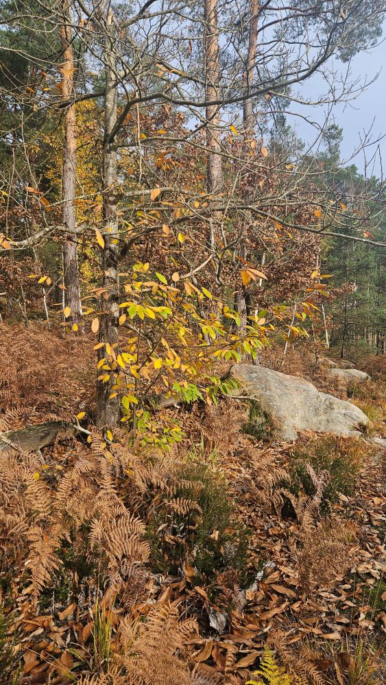 Forêt de Fontainebleau en automne 