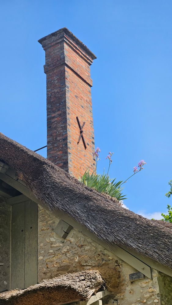 Des fleurs violettes poussent sur le toit de chaume de la Chaumière aux coquillages.