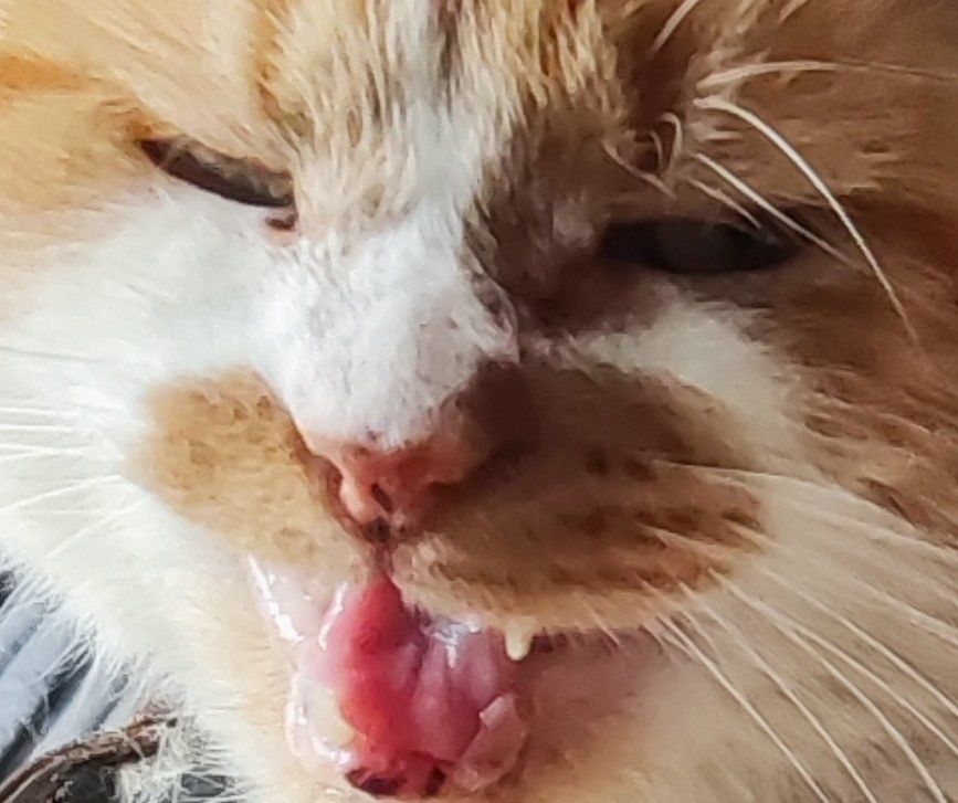 close up picture of orange cat grumpy meowing