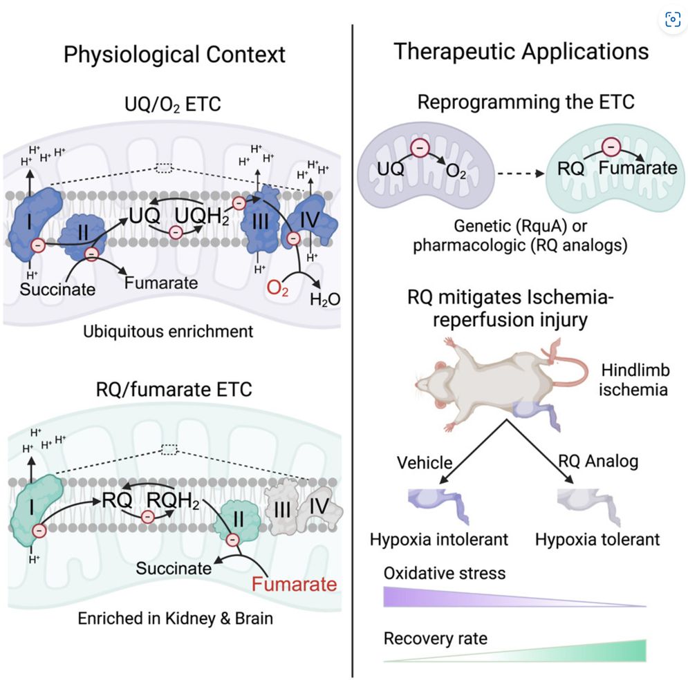 Valeros et al, Rhodoquinone carries electrons in the mammalian electron transport chain