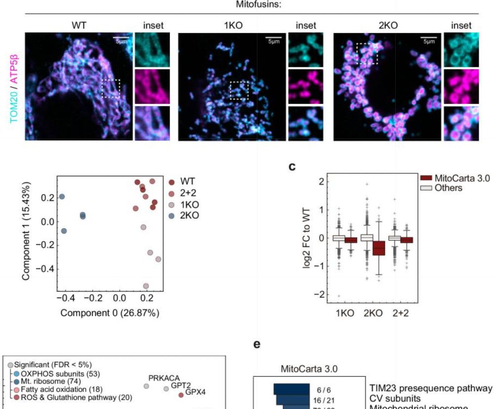 Mitofusin 2 displays fusion-independent roles in proteostasis surveillance