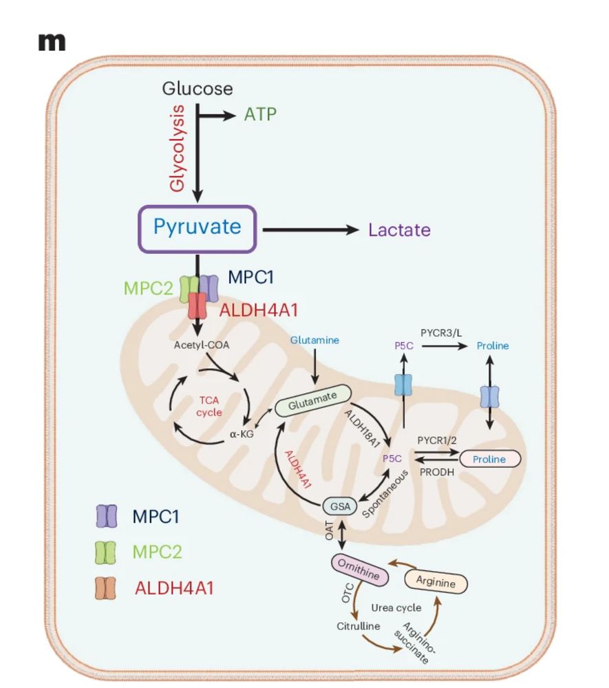 Hsu et al, ALDH4A1 functions as an active component of the MPC complex maintaining mitochondrial pyruvate import for TCA cycle entry and tumour suppression
https://pubmed.ncbi.nlm.nih.gov/40355545/
