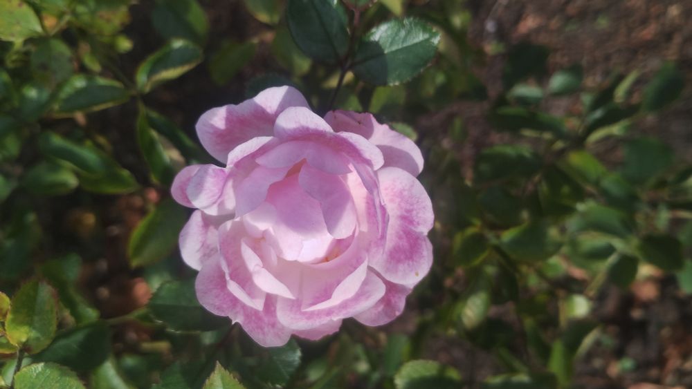 A large, pink flower, basking in autumn sunlight 