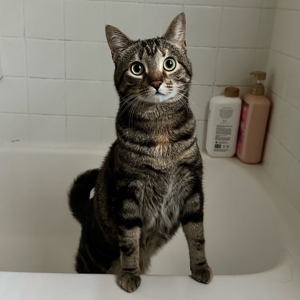 An adorable brown tabby cat with big green eyes, in an empty bathtub with her front paws perched on the side.