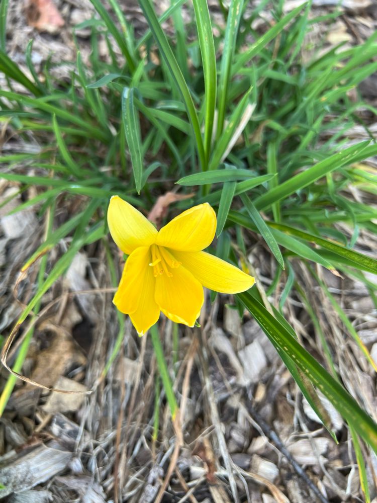 Yellow Lily blooming quite late in the season 