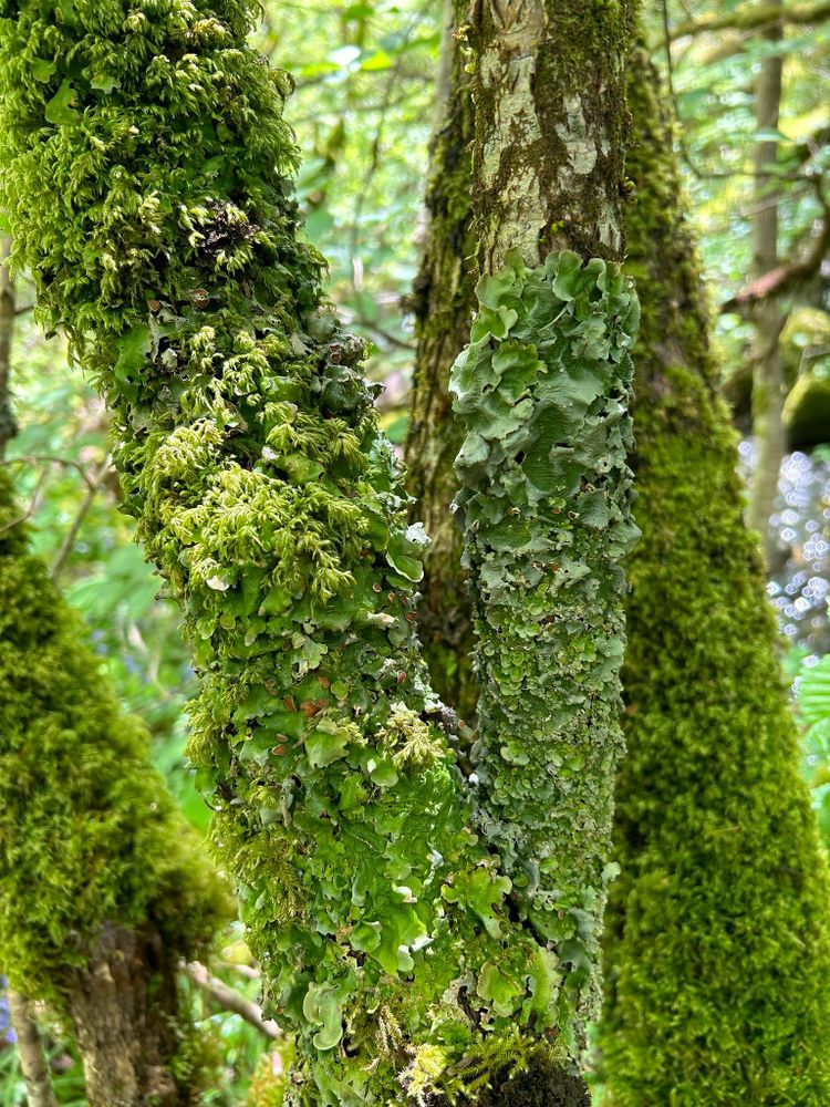 Green lichens and mosses on a tree trunk